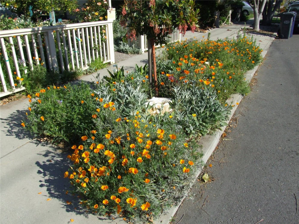 Poppies and Friends in Parking Strip