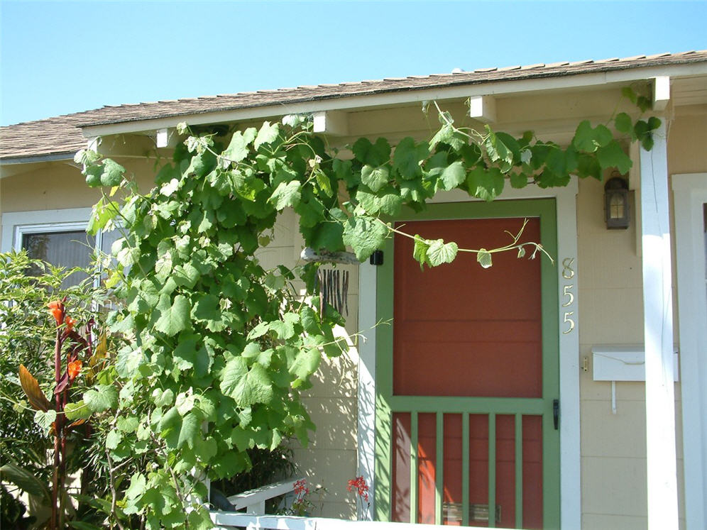 Clinging Vine On Porch