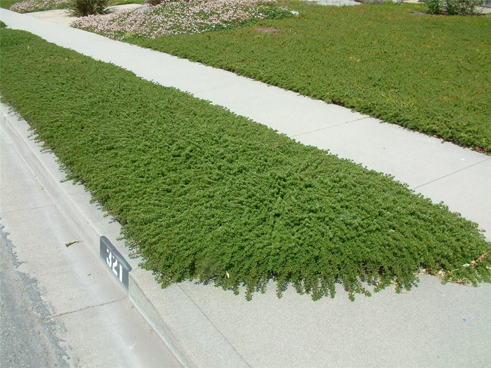 Carpet of Green