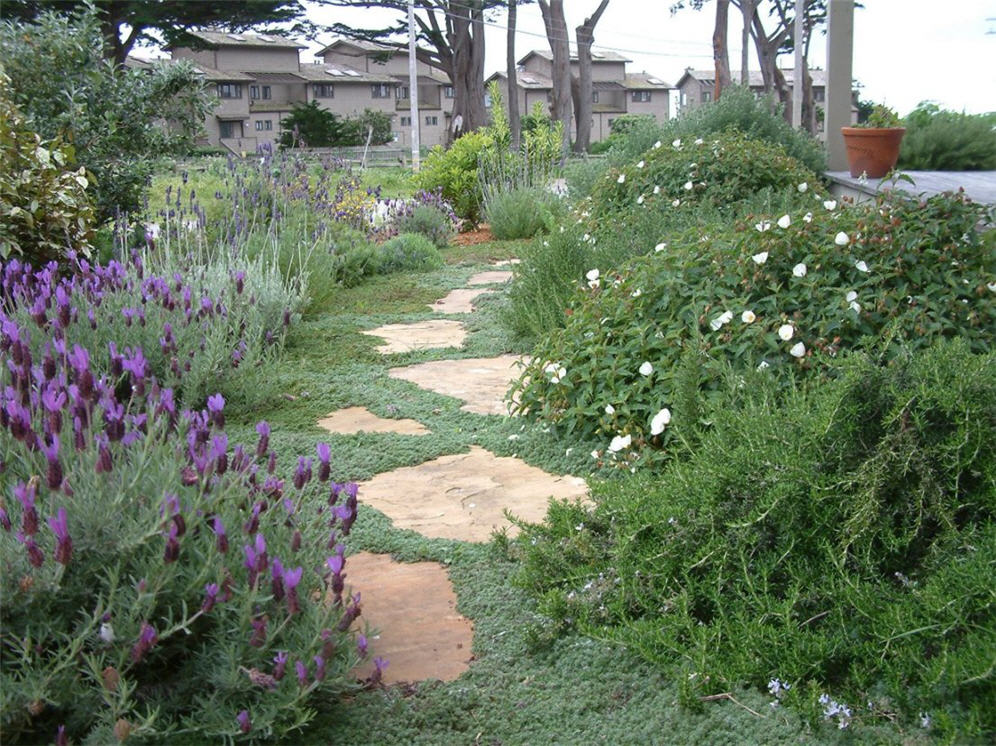Organic Look of Pavers and Groundcover