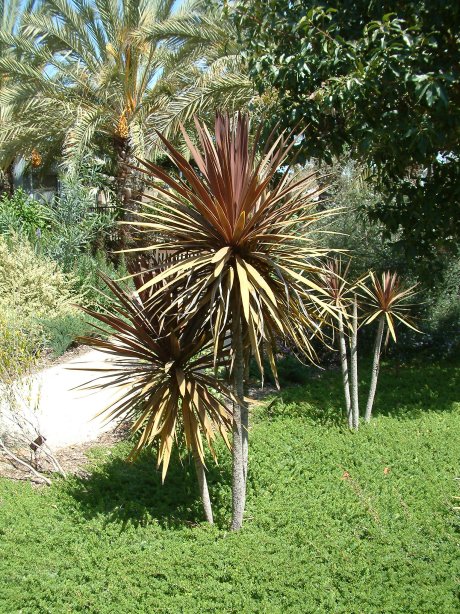 Plant photo of: Cordyline australis 'Red Star'