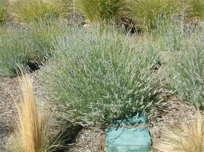 Plant photo of: Lavandula X intermedia 'Grosso'