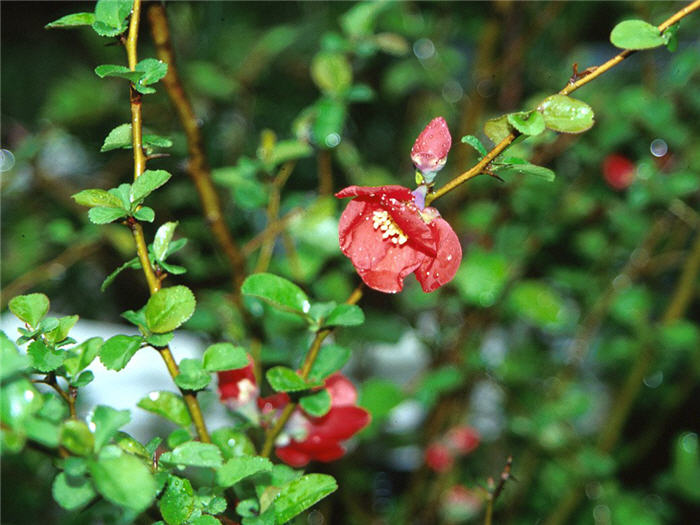 Plant photo of: Chaenomeles japonica