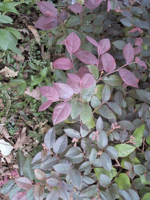 Plant photo of: Loropetalum chinese 'Rubrum'