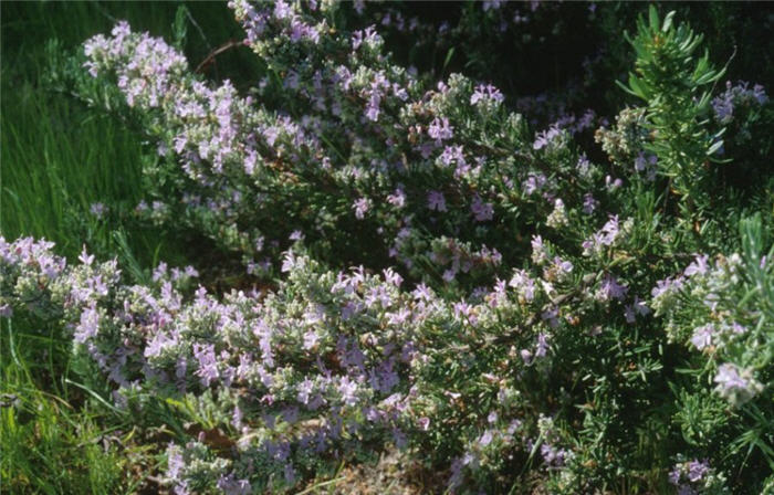 Plant photo of: Rosmarinus officinalis 'Majorica  Pink'