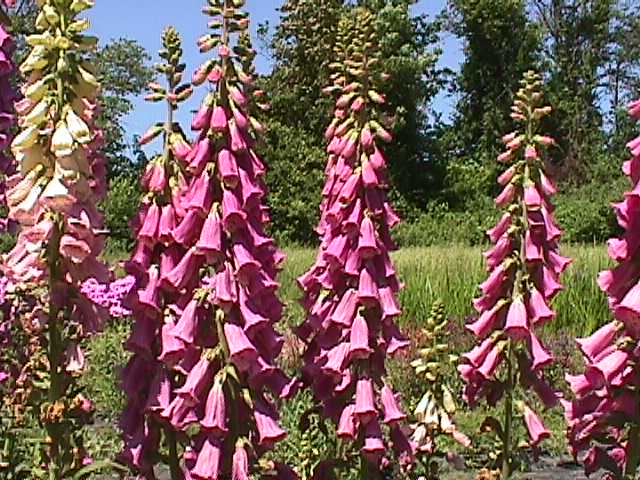 Plant photo of: Digitalis purpurea