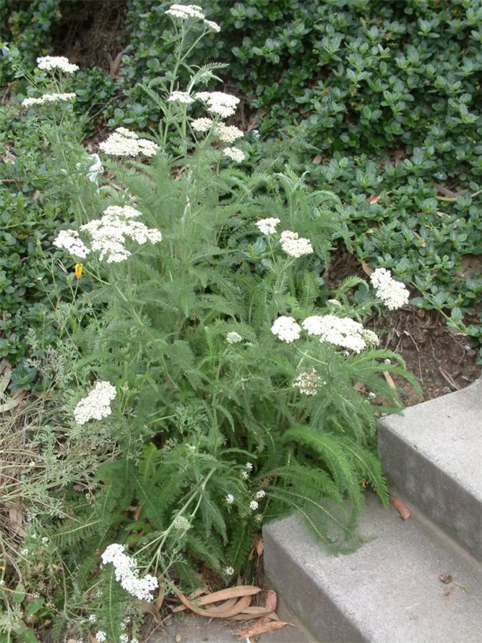Plant photo of: Achillea millefolium