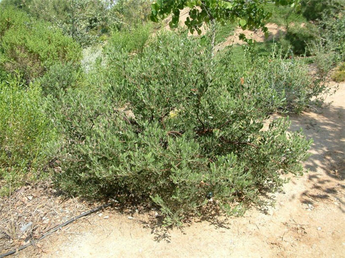 Arctostaphylos densiflora 'Sentinel'