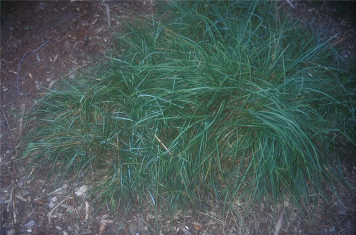 Plant photo of: Sesleria caerulea