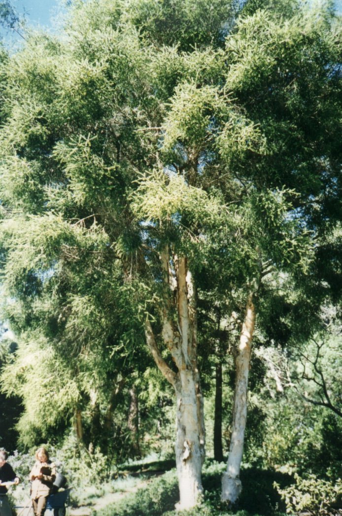 Plant photo of: Melaleuca stypheliodes