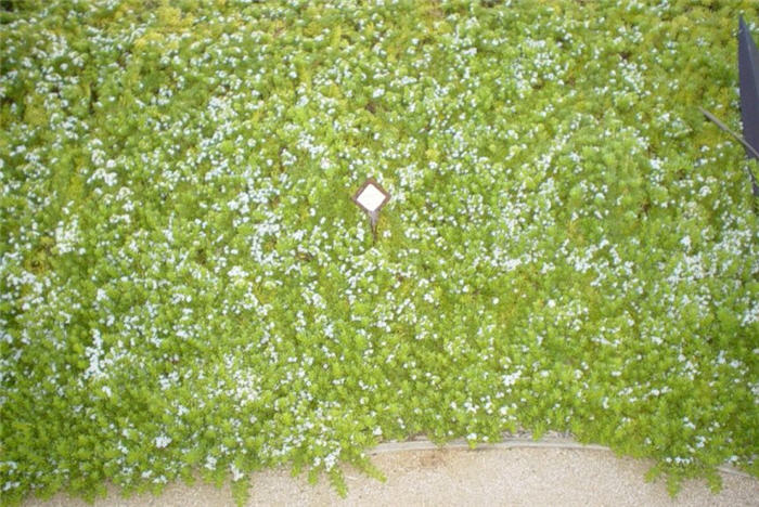 Myoporum+parvifolium+ground+cover