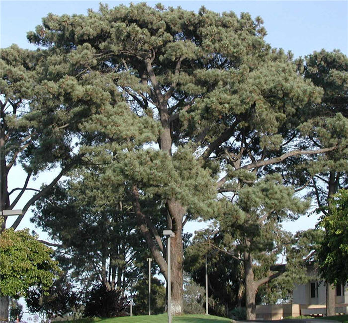 Plant photo of: Pinus torreyana