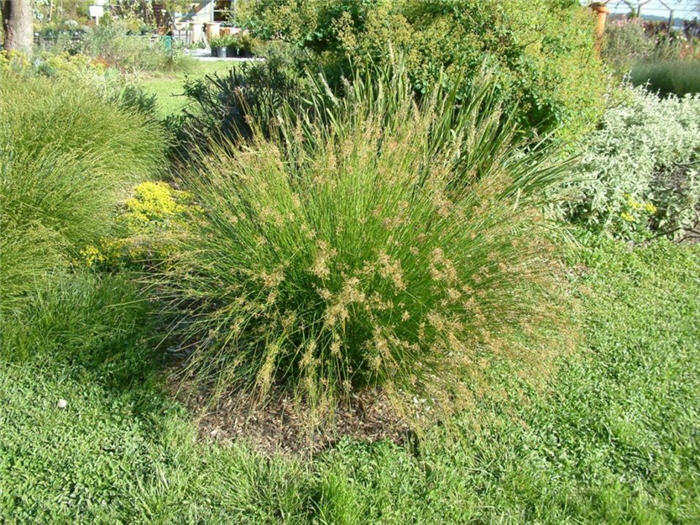 Autumn Moor Grass