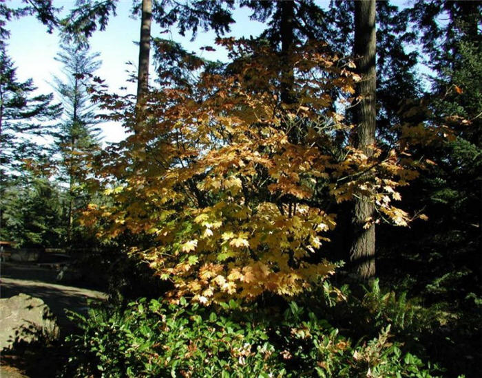 Plant photo of: Acer circinatum