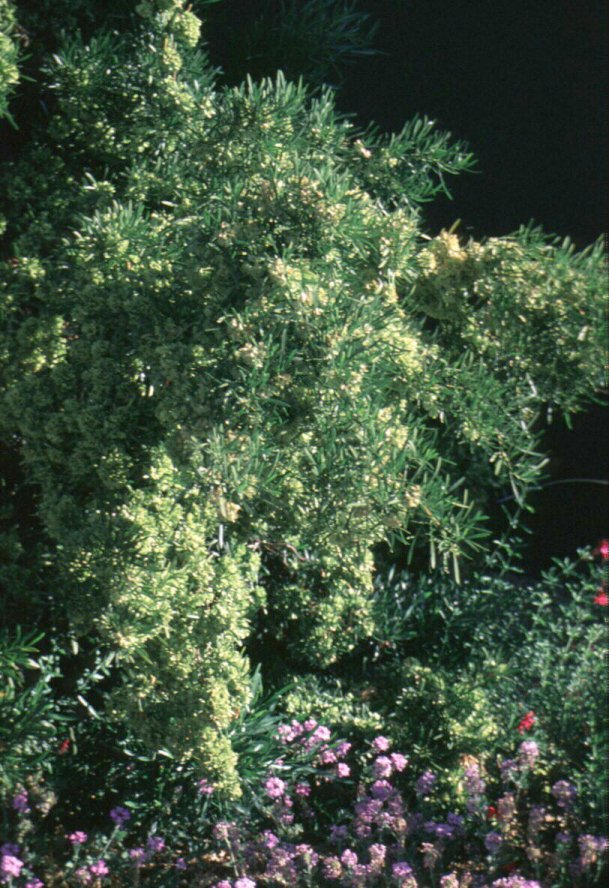 Plant photo of: Dodonaea viscosa