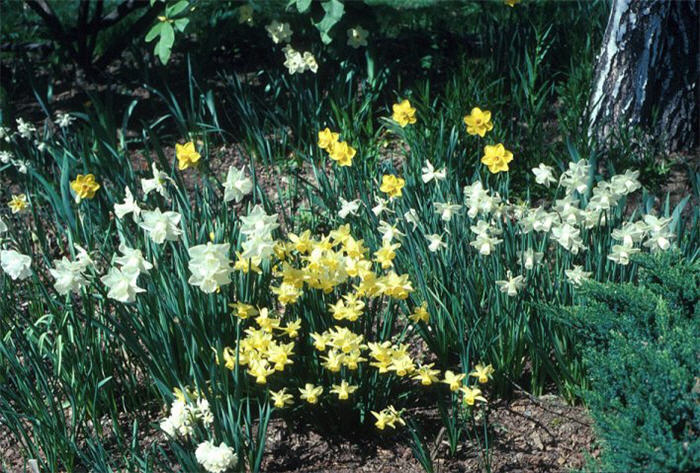 Plant photo of: Narcissus  Assorted Varieties