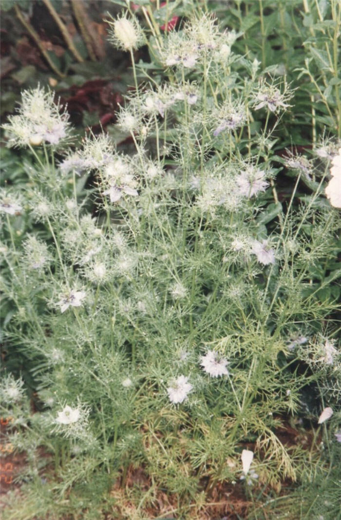 Plant photo of: Nigella damascena