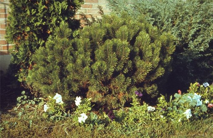 Plant photo of: Pinus mugo uncinata