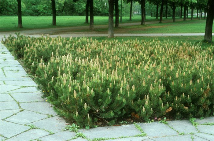Plant photo of: Pinus mugo Pumilio Group