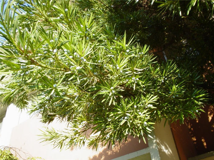 Plant photo of: Afrocarpus elongatus