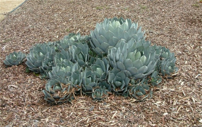 Agave parryi v. huachucensis