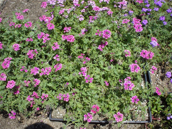 Verbena peruviana 'Temari Violet'