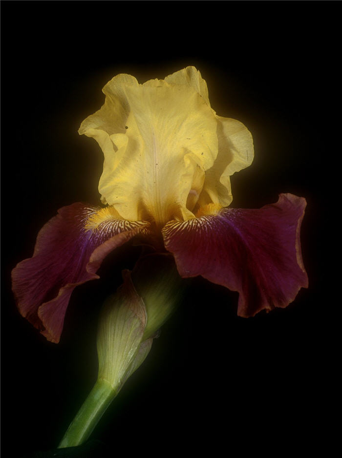Plant photo of: Iris bearded 'Blatant'
