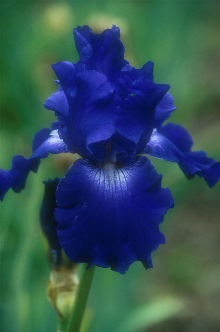 Plant photo of: Iris bearded 'Reincarnation'