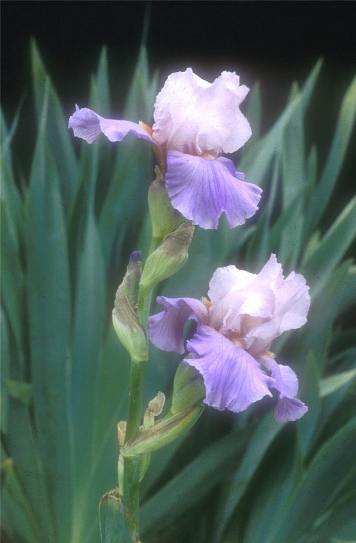 Plant photo of: Iris bearded 'Heather Blush'
