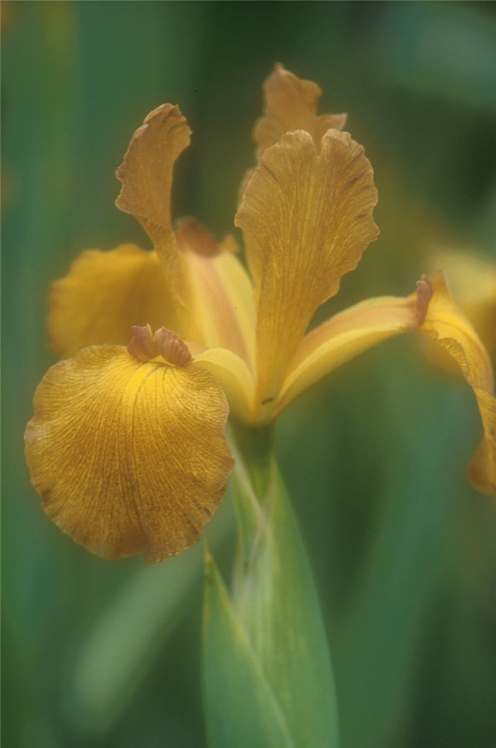 Plant photo of: Iris Dutch 'Imperial Bronze'