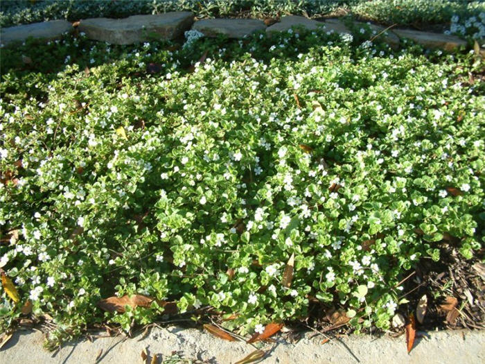 Plant photo of: Sutera cordata