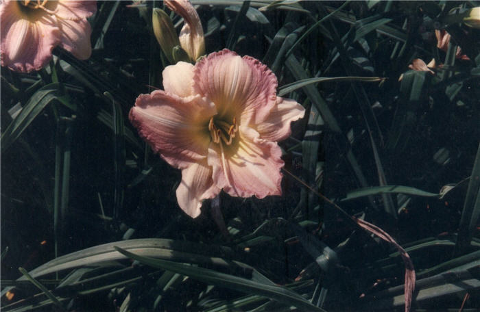 Plant photo of: Hemerocallis 'Silk & Heavy'