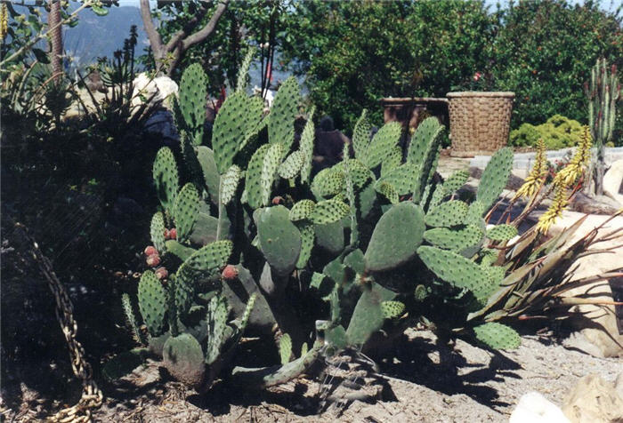 Mission Cactus, Tree Cactus