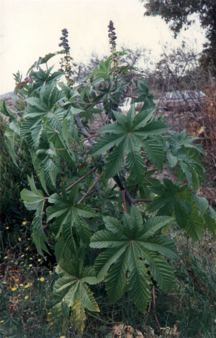 Plant photo of: Ricinus communis