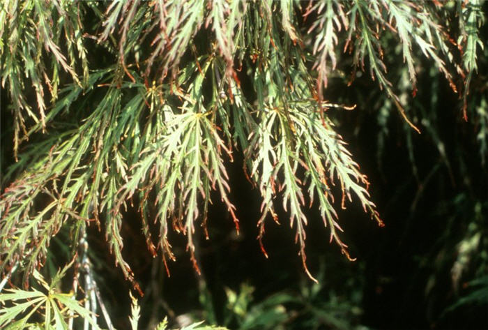 Plant photo of: Acer palmatum 'Dissectum Viridis'