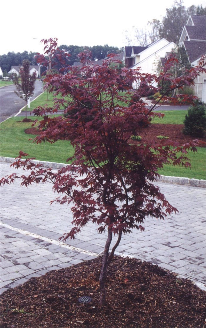 Plant photo of: Acer palmatum 'Atropurpureum'