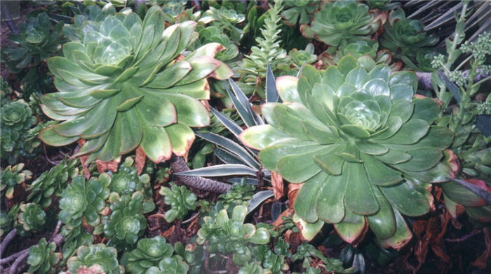 Aeonium Succulent species