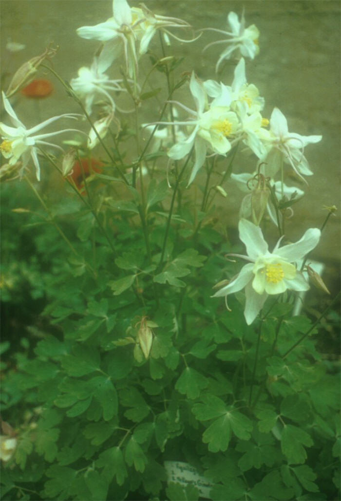 Plant photo of: Aquilegia hybrids