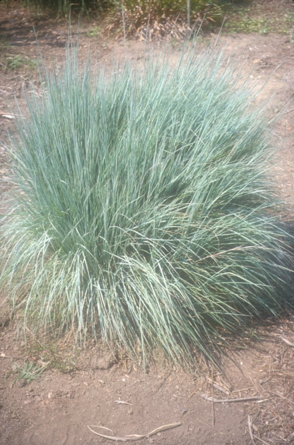 Little Bule Stem Grass