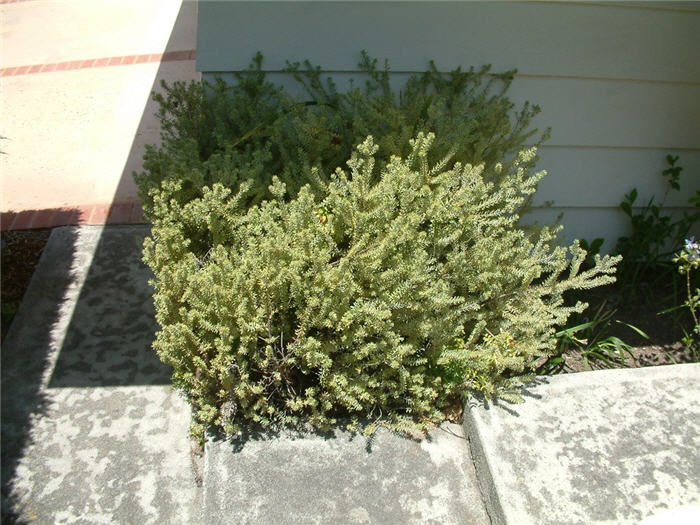 Plant photo of: Westringia fruticosa 'Morning Light'