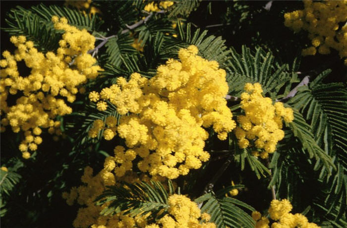 Plant photo of: Acacia baileyana