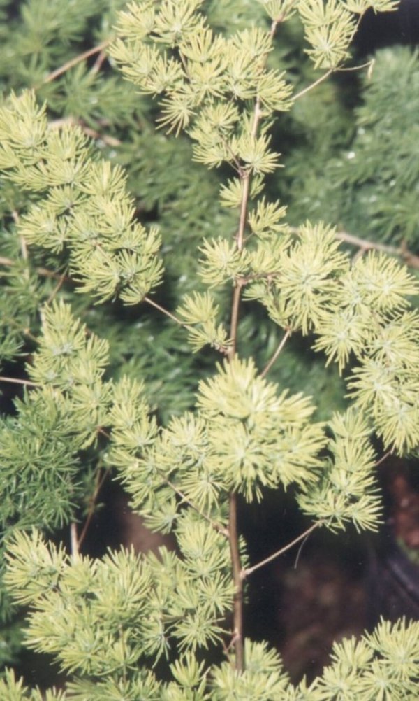 Plant photo of: Asparagus retrofractus