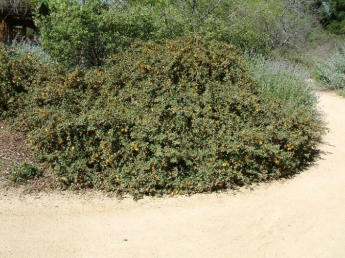 Plant photo of: Fremontodendron californicum ssp. decumb