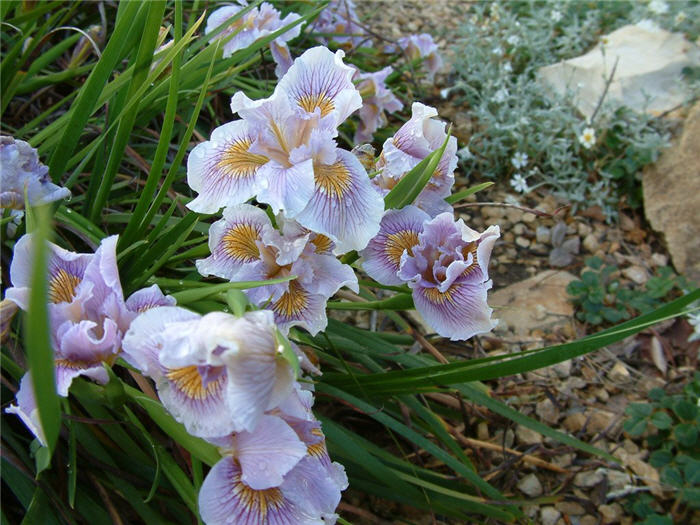 Iris Pacific Coast Hybrids