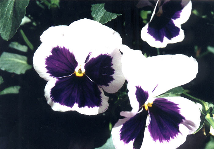 Plant photo of: Viola X wittrockiana