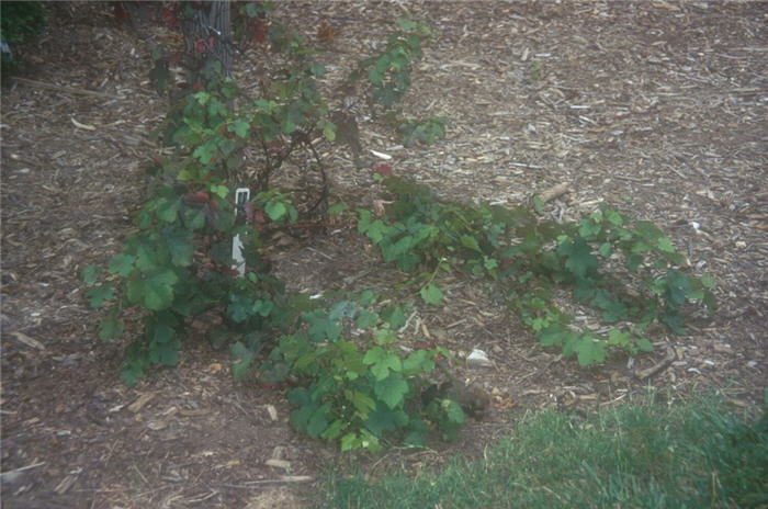 Plant photo of: Vitis vinifera