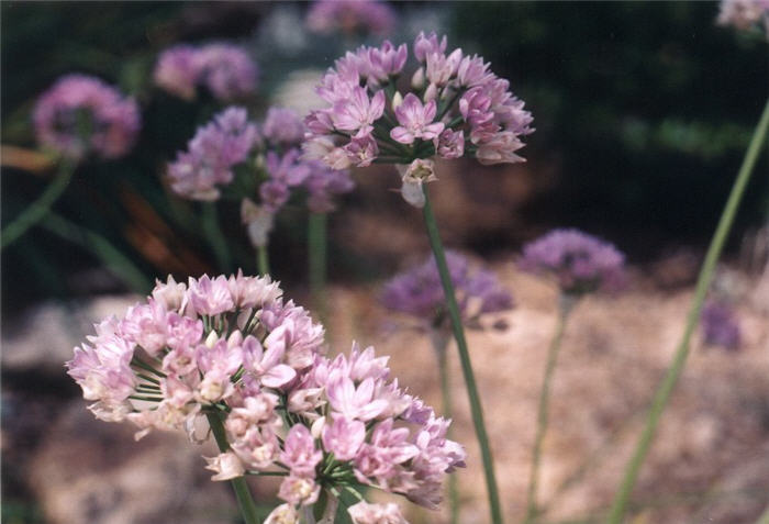 Allium cv.