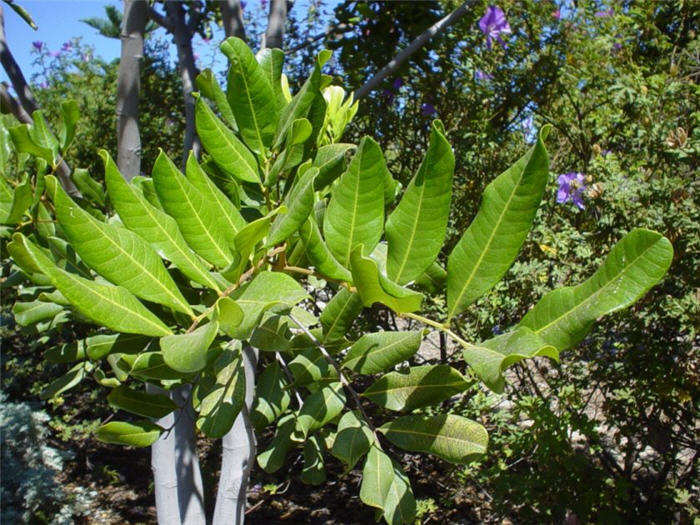 Plant photo of: Cupaniopsis anacardioides