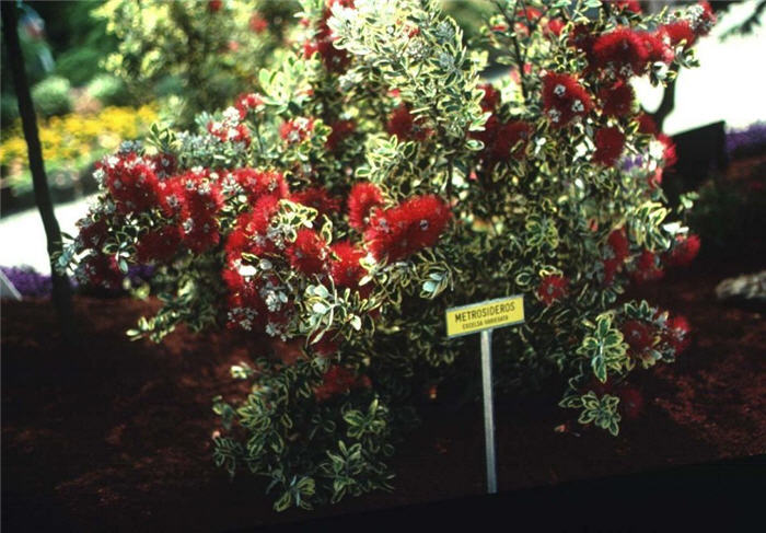 Plant photo of: Metrosideros excelsus 'Variegata'
