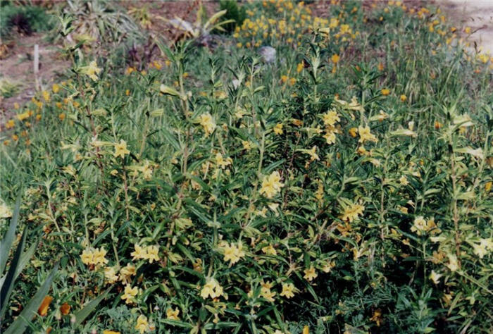 Plant photo of: Mimulus aurantiacus